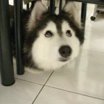 犬なのに猫っぽい？猫に育てられたハスキー犬が可愛い!