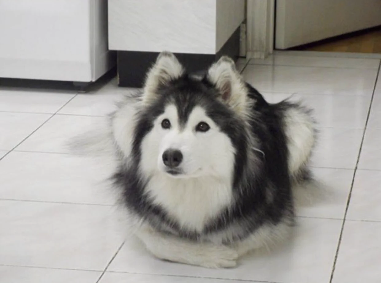 犬なのに猫っぽい？猫に育てられたハスキー犬が可愛い！