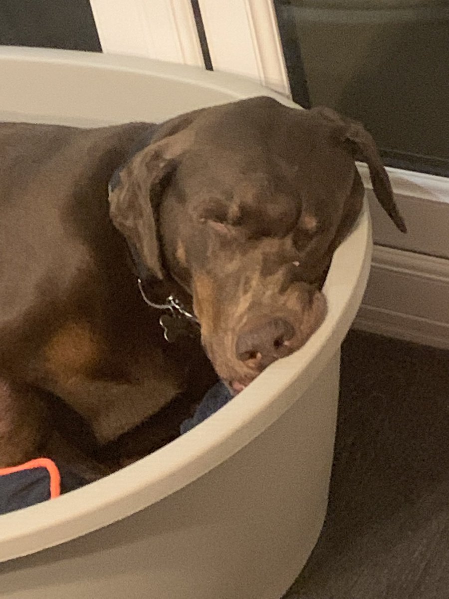 Fendithe doberman tweet media