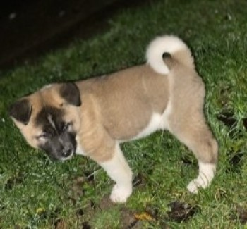 millypod1's tweet photo. 🆘19 JAN 2022 #Lost PRINCESS 
Brown &amp; White Akita #PUPPY Female (Spayed)
Cranbrook Drive #Luton #Bedfordshire #LU3 
SIGHTINGS PLZ ☎️07438 333936
https://t.co/Jf3kxSs2uW https://t.co/zKWrmwGLzi