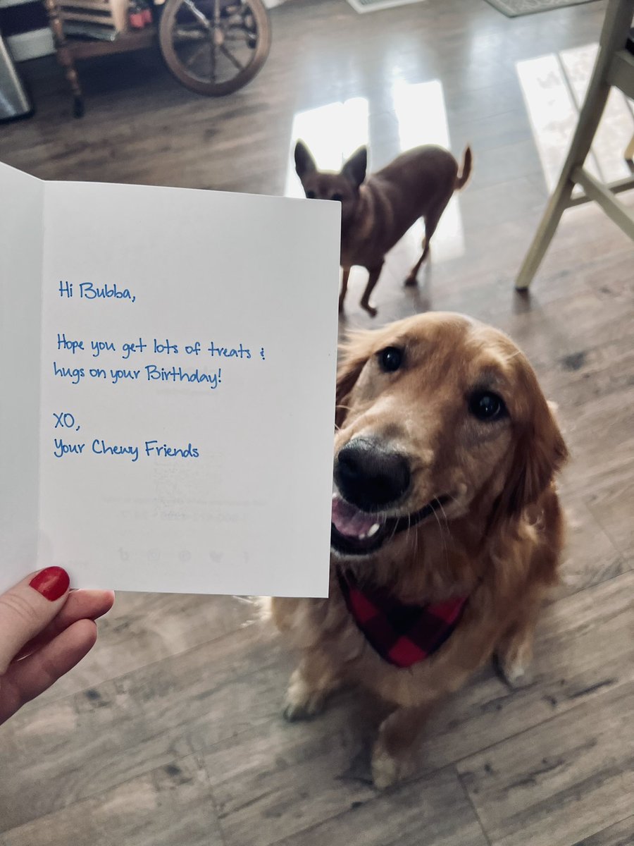 saracweinstein's tweet photo. Bubba said thanks for the early birthday card, @Chewy 🎉🎈 You made his day! https://t.co/6vz8GWNiLP