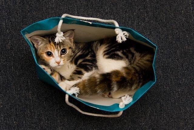 FakeLibStats's tweet photo. Due to the lack of in-person conferences 50% of librarians have taken to carrying their cats around the house like this.... https://t.co/7gyyRcqGGo
