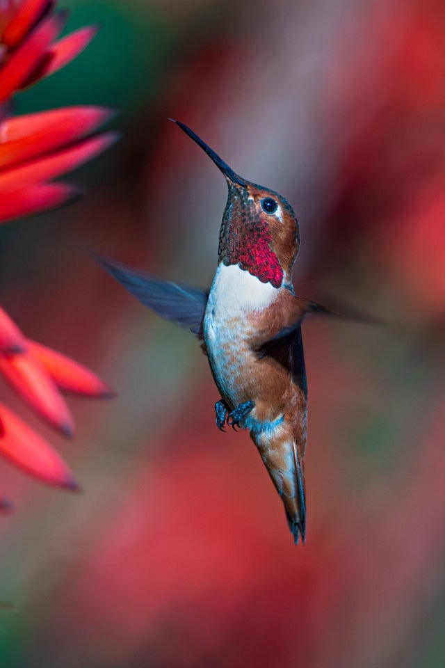 Hummingbird in San Marino, California🌸