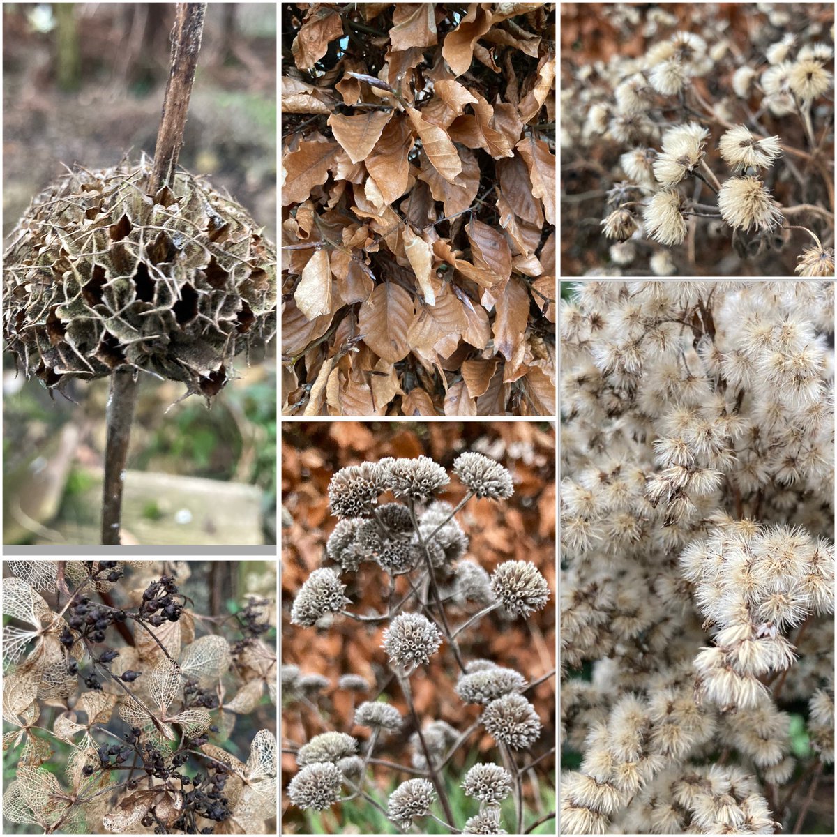 ‘Brown is also a colour’ according to landscape and planting designer #PietOudolf. Couldn’t have agreed more 🤎! #wintergarden #sixonsaturday