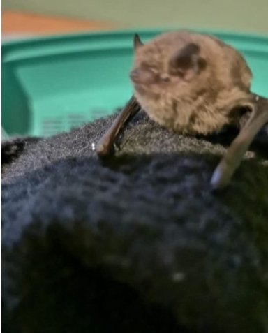 NI Bat Group tweet media