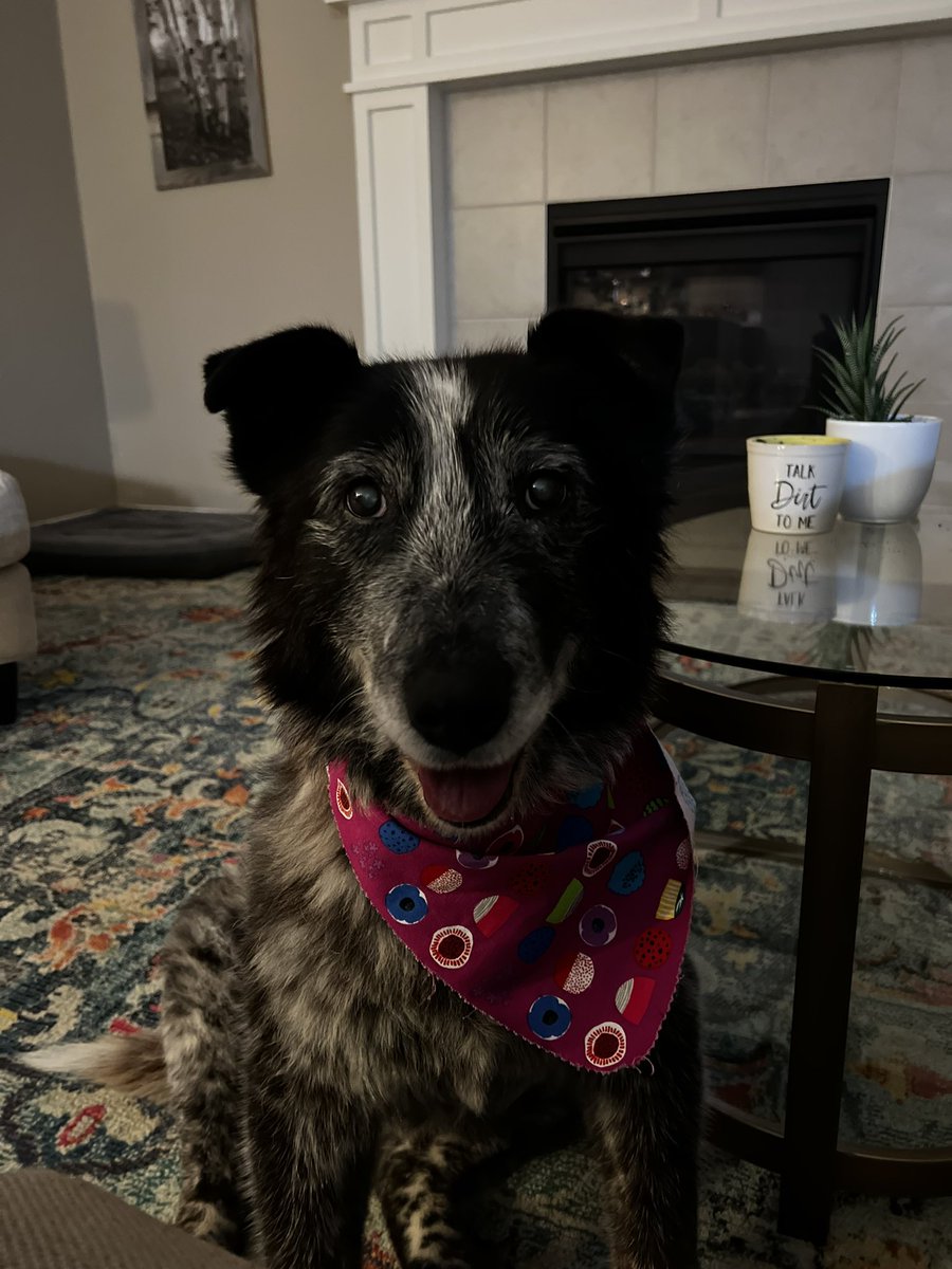 c_dee_dub's tweet photo. @jengolbeck This is Dorothy! https://t.co/CIcmZPeILi