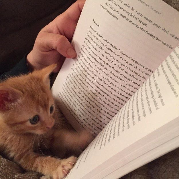 Хочу какую нибудь книгу. Котенок с книгой. Книга котик. Котёнок с книжкой. Коты с книжкой.
