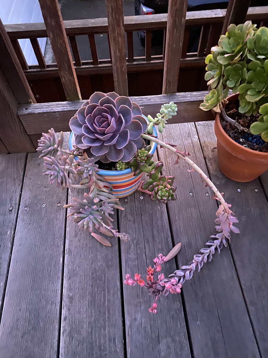28a234fcab2245f's tweet photo. 💜 Good morning ☀️ from #mygarden #succulents 💜 https://t.co/HPk1BeWDvO