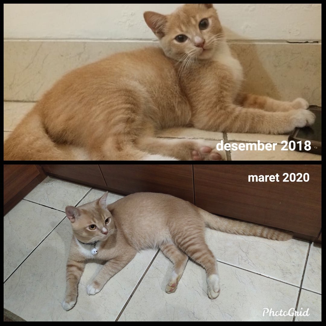 sysapcy's tweet photo. Selamat jalan sayangku, selamat jalan kucing baikk,udah ga sakit lagi ya bo,udah bisa lari lari lagi kan ya boo😭,semua sedih kehilangan Kubo,tapi kalau ini yang terbaik buat Kubo,semua jga akan berusaha untuk ikhasin ubo😭 https://t.co/bvWuxAJauh