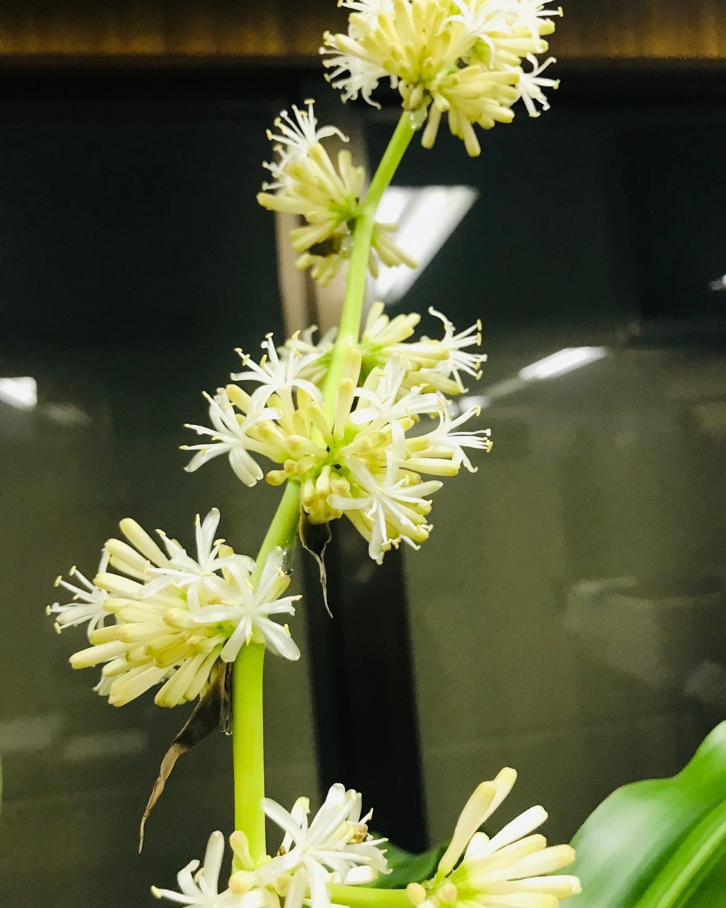 ドラセナの花 Twitter Search Twitter