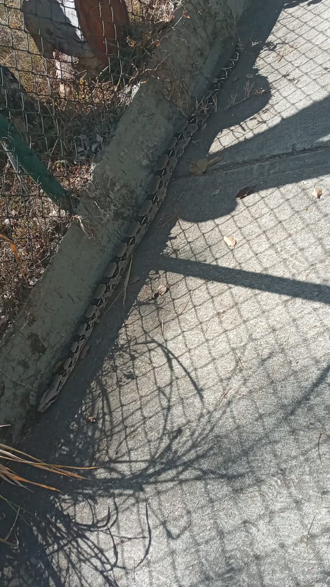#22Ene Hoy nuestros vecinos de Santa Inés rescataron una Boa Constrictora (Tragavenado) del Parque Chepino Gerbasi.

Gracias al apoyo y respuestas inmediata de <a href="/Baruta_PC/">Protección Civil Baruta</a> y <a href="/PoliBaruta/">Policía de Baruta</a> logramos trasladarla a un habitad adecuado para ella.

En la unión está la fuerza vecinos.
