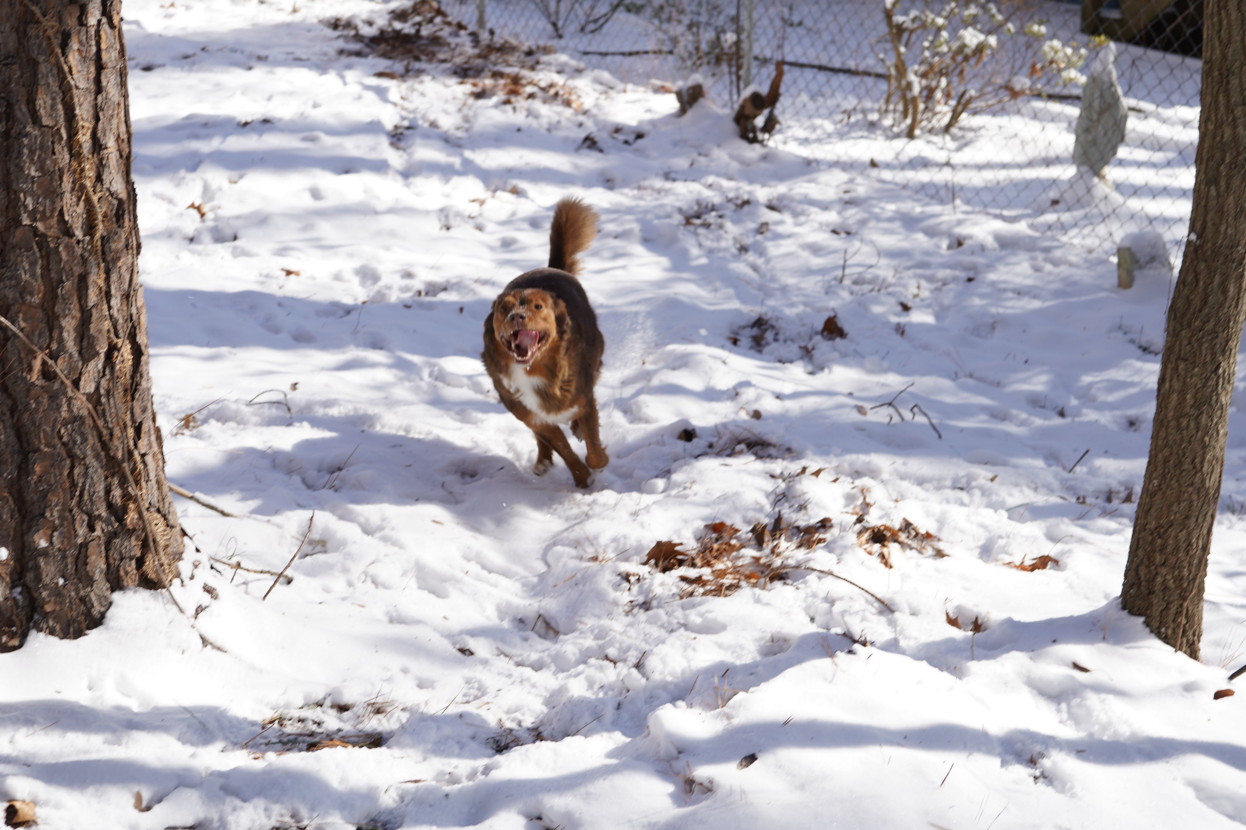 Very fast dog 2025