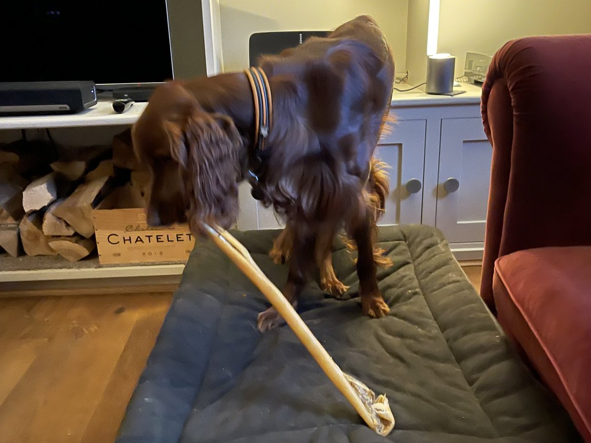 baronlordvader's tweet photo. The lads with “giant wild boar” and “giant camel”’sticks…that should last them more than 15 minutes!
#wirehairedpointer
#irishsetter
#DogsofTwittter
#SaturdayVibes https://t.co/grQu4EG8zb