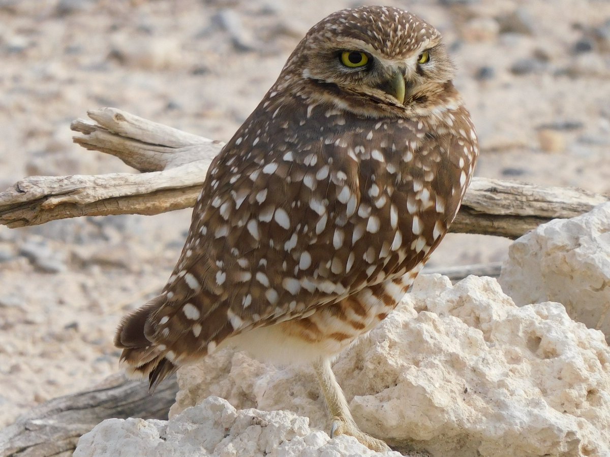 tphilographics's tweet photo. Burrowing Owls, January 2022
#owl #photography #birds #desert #vivalasvegas  #saturday #weekend https://t.co/gW93yu36tL