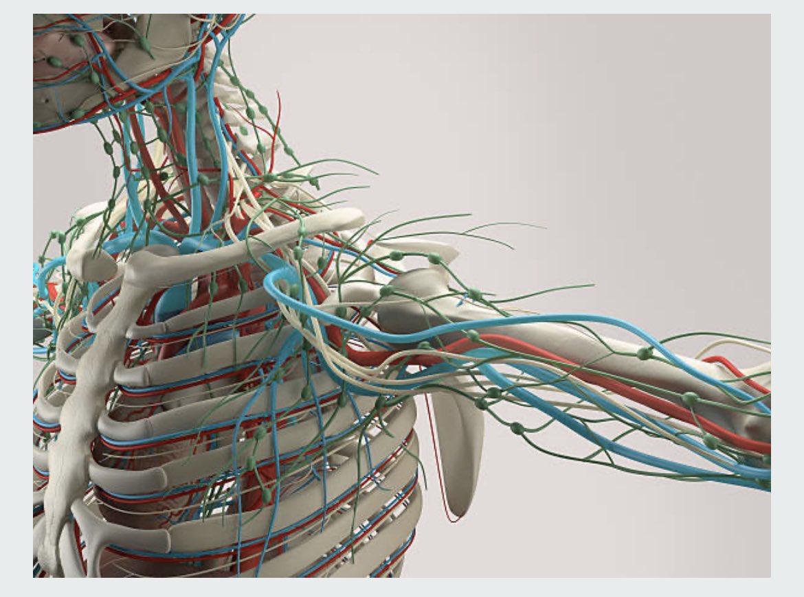 RincnCuriosoo's tweet photo. La anatomía humana es una de las áreas más importantes de las ciencias biológicas.

Aquí una colección de libros en PDF de anatomía, para conocer la estructura y complejidad del cuerpo humano, totalmente gratis. 

✅ https://t.co/6WPhkzpdl7 https://t.co/W652SDgaaz