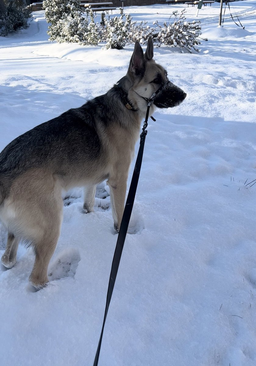 frankTHEphresh's tweet photo. @WRAL My big boyβs first snow! #wralsnow https://t.co/ZV9p1ElxDX