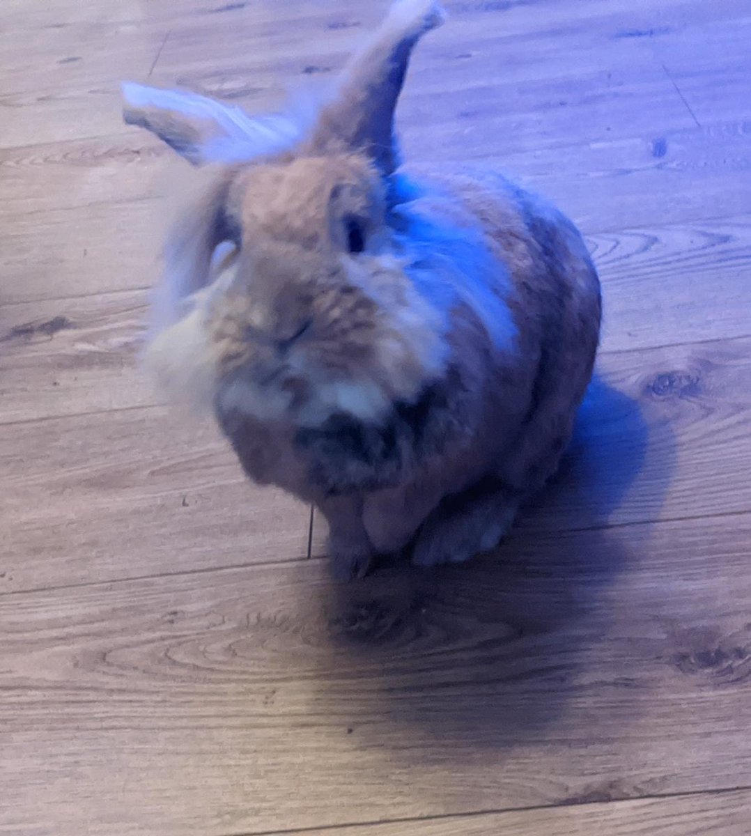 BelovedRabbits's tweet photo. Could you help us give rabbits a better life? 

You could help us temporarily home some of the 200 rabbits on our ever growing waiting list until they hop off to their forever home! 

Apply to foster with us here: https://t.co/qFTVX3UK6Q https://t.co/SD7c0i2wmi