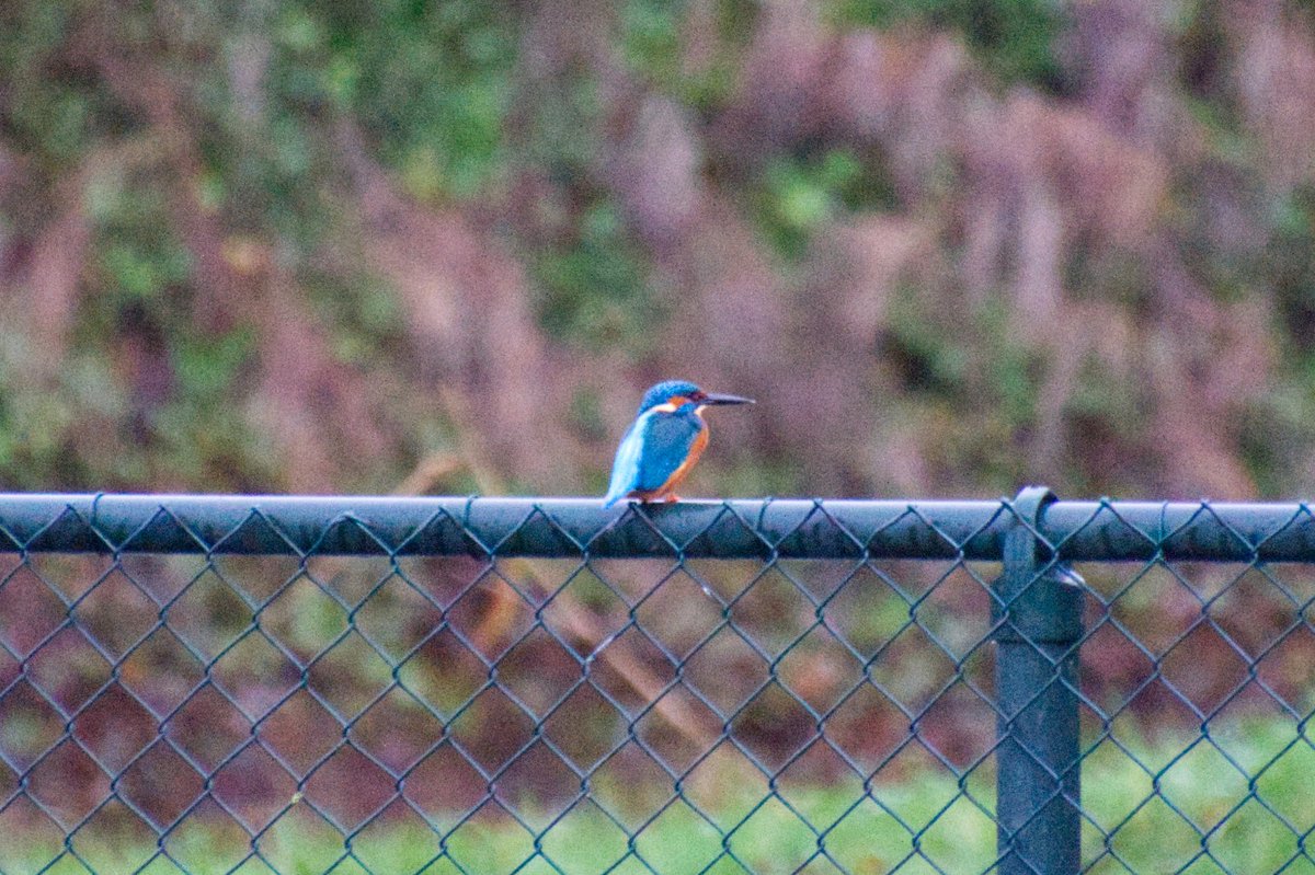 HHuls's tweet photo. Vanmiddag #ijsvogel weer gesignaleerd in de achtertuin. #Westenholte https://t.co/kJwfLMkKG7