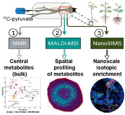 Wow: #root imaging reveals deep insights how to differentiate structural or biochemical from rhizosphere-mediated #drought responses: tinyurl.com/mryfyzsa. Thanks @Linneakh80 @ginahildee & #B2WALD team for that exciting study on pos.-spec. labeling linked to MaldiMS & NanoSIMS