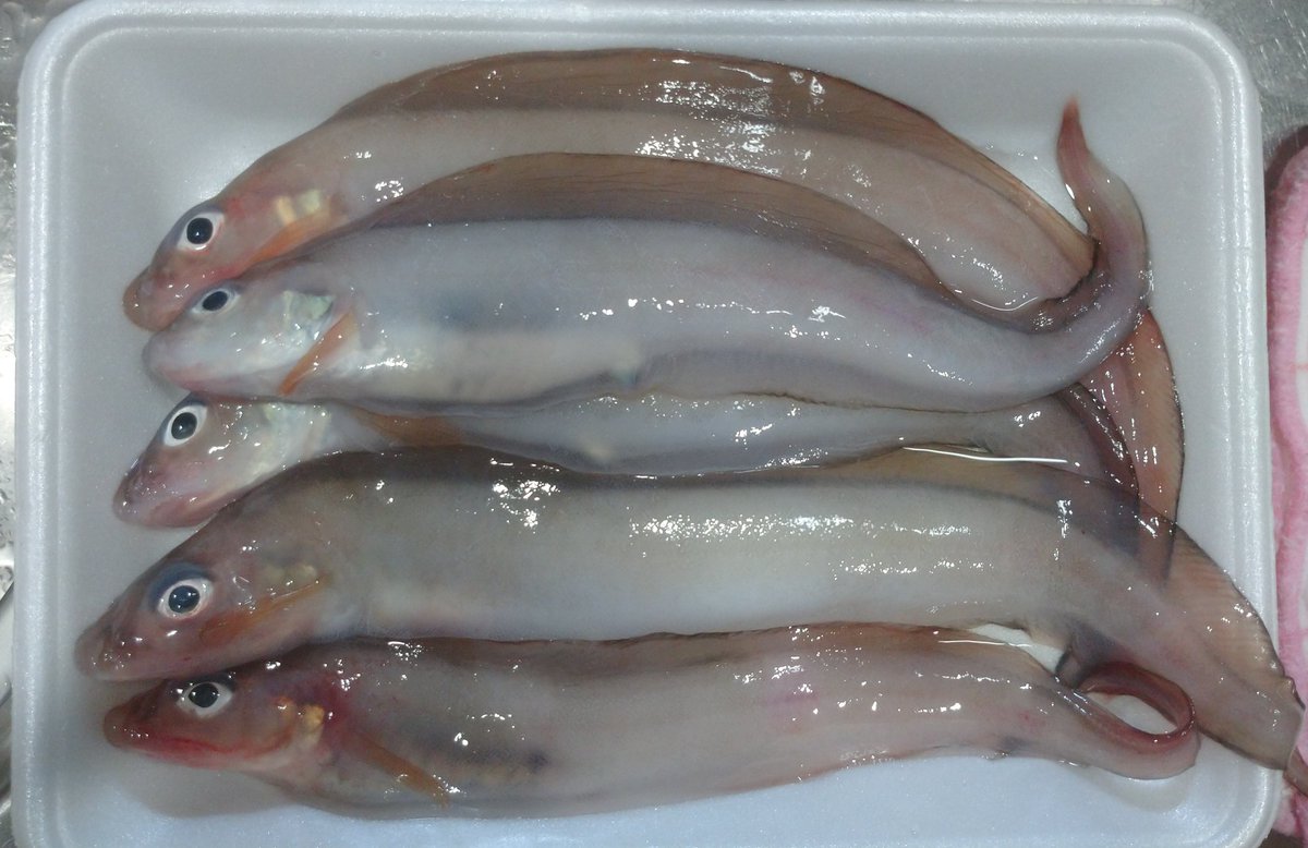 cherry_masaya's tweet photo. #fishshopping
#deepseafish #深海魚
#魚料理大好き
あの魚😂
吸い物、鍋しかないな~
唐揚げは油がはねそう。
明日、した処理しよう。 https://t.co/S0GDdP3ttx