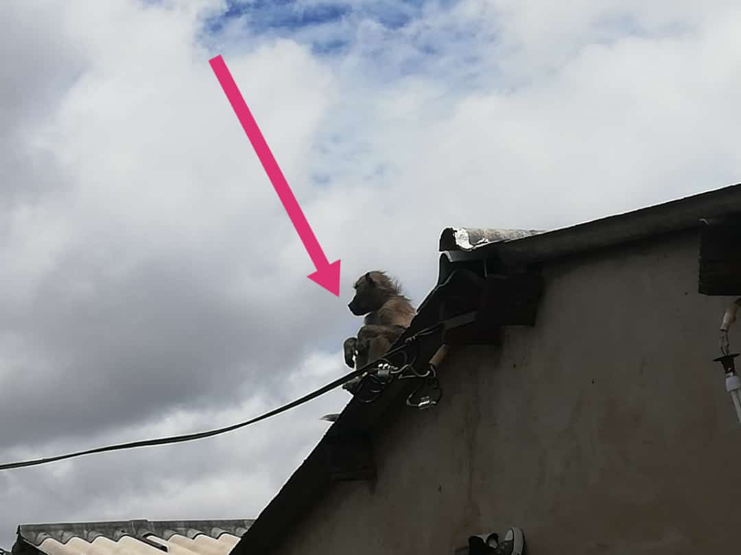 Izakhamizi ze Pumula South (Ashys Venture area) zikhala ngokuthi indlu zabo sezingena amanzi, ama asbestos ayafa  because these baboons will be jumping from house to house playing phezulu kwezidlu. Ungatshiya ungavalanga endlini ziyangena zidle whatever okudlekayo.