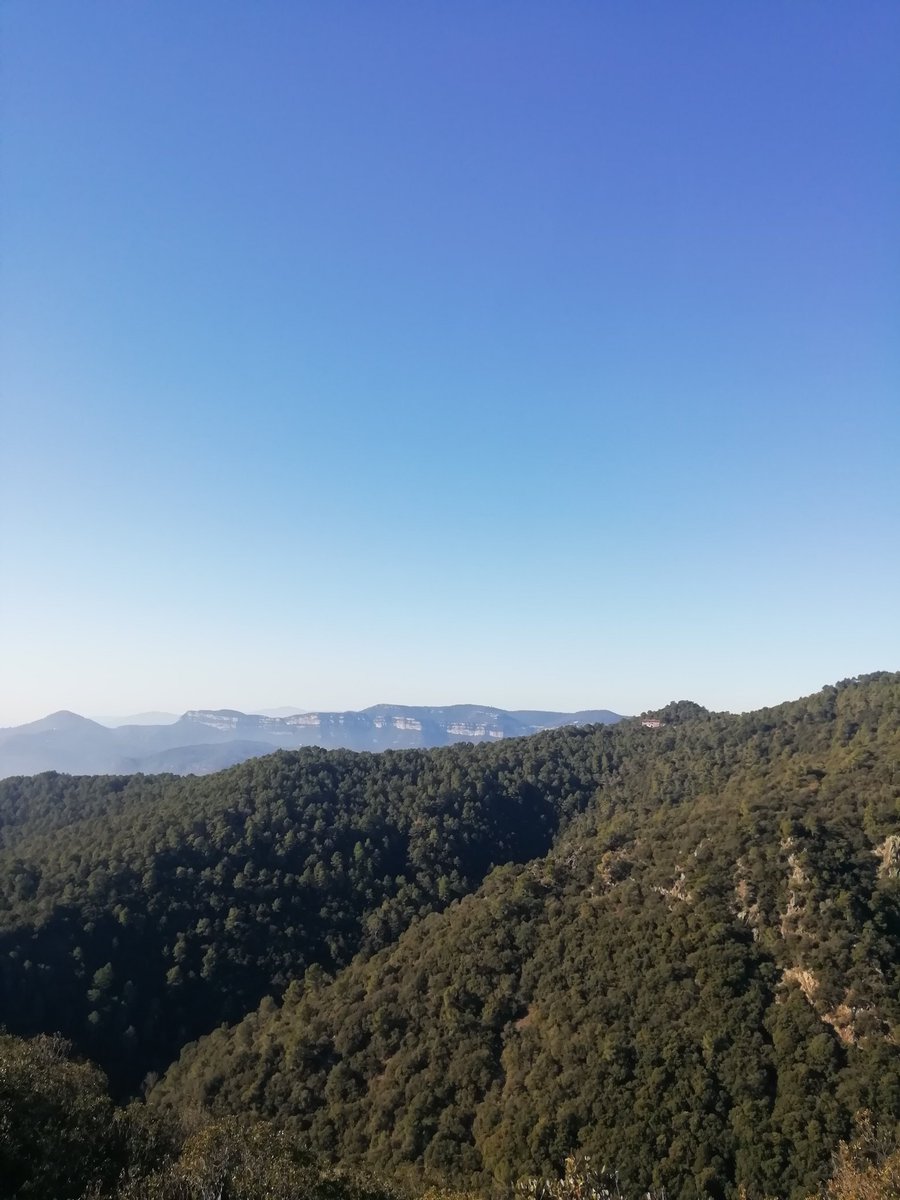 Mont Sureda tweet media