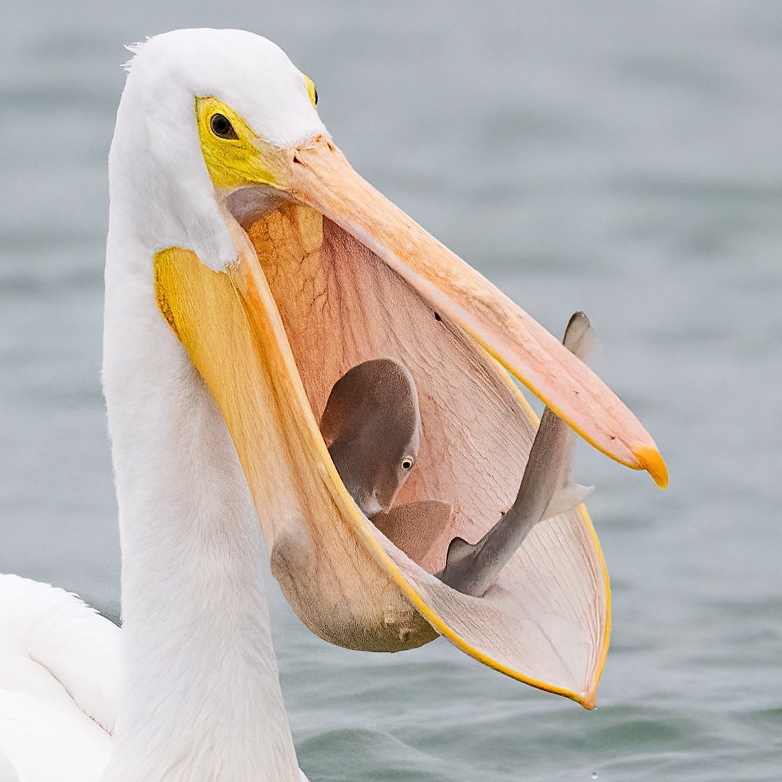 This just in. White pelican eats shark and survives to tell the tale. #bird #birdphotography #birding #z9 #florida https://t.co/NBAuF3OV9G