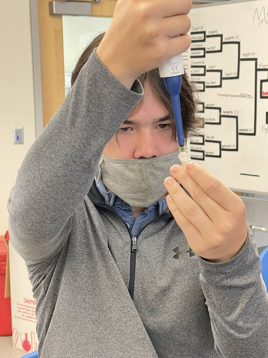 capsbio's tweet photo. mtDNA extraction from our cheek cells! @CarolinaBio Application of our #pipetting skills plus #vortexing & #centrifuging too! https://t.co/cypgNS7Aa9