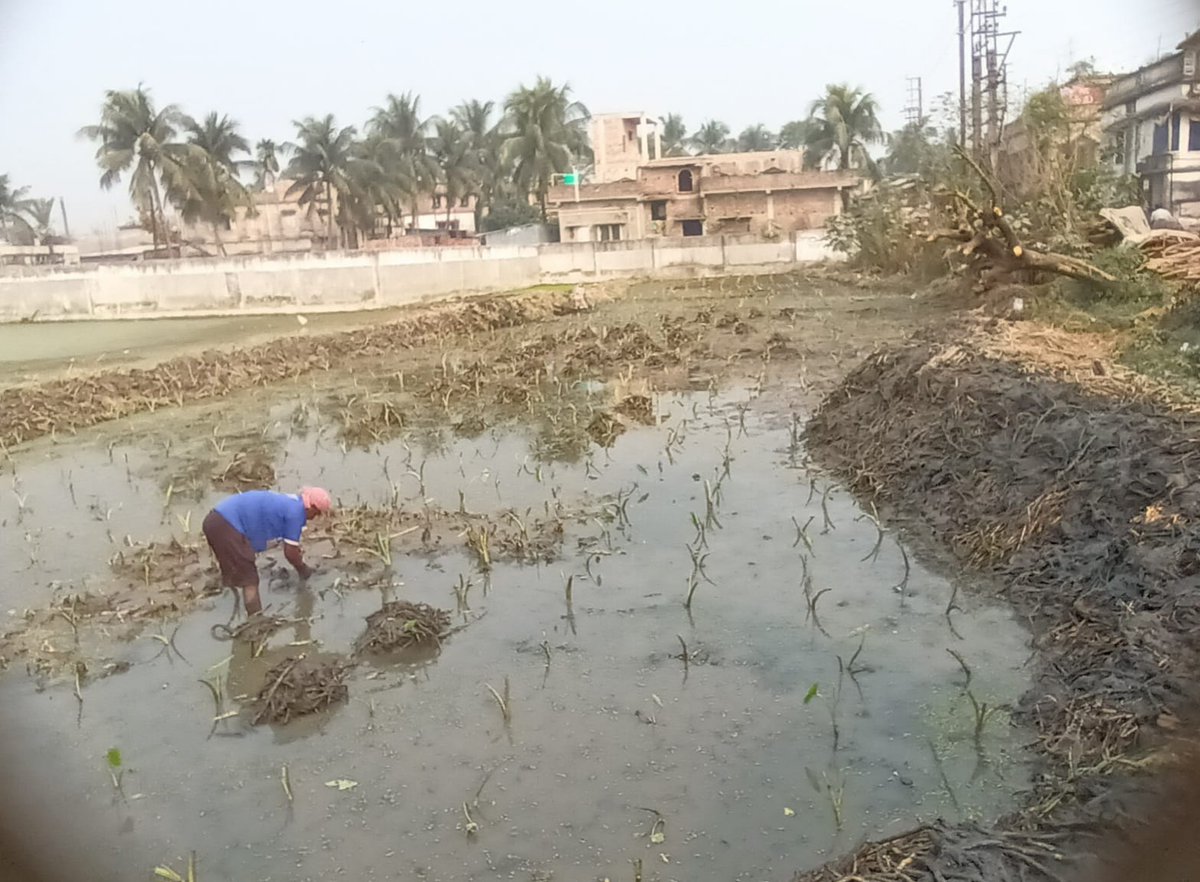 bjsmindia's tweet photo. utilization of Urban Land Resources in Agriculture ( UA); small scale alternative farming system . Marketing Support by Us.@CIMMYT @BRLF_India @csrboxorg @INDIACSR @nyksn24pgs @ManageHyd @icarindia @GodrejGroup https://t.co/VLJCB439zg