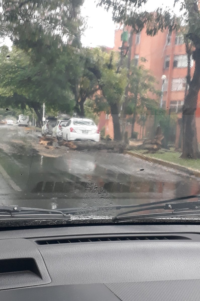 XHVXTabasco's tweet photo. ⚠️ #Alerta | Reportan árbol caído en la av. Paseo Usumacinta a la altura de #Multi80. 

@ProcivilTabasco | @CentroCPCM

Vía: @AGCAGUILA https://t.co/PnAtaQS9rP