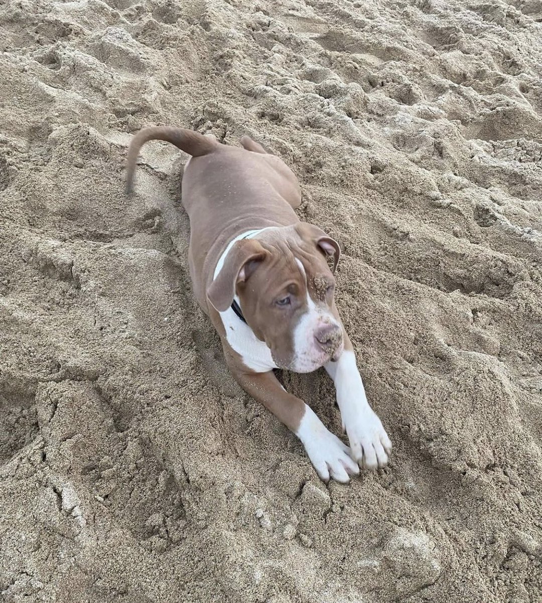 Hannah Francis tweet media