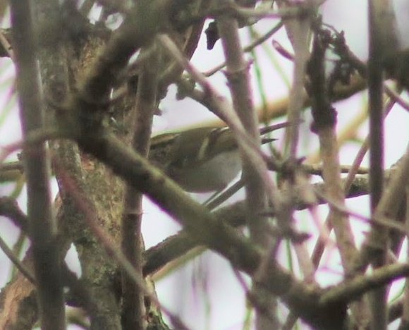 Pallas's warbler in Oxfordshire Abingdon earlier today was such a treat! Despite the poor quality of my record shot it did show well a couple of times 😁
