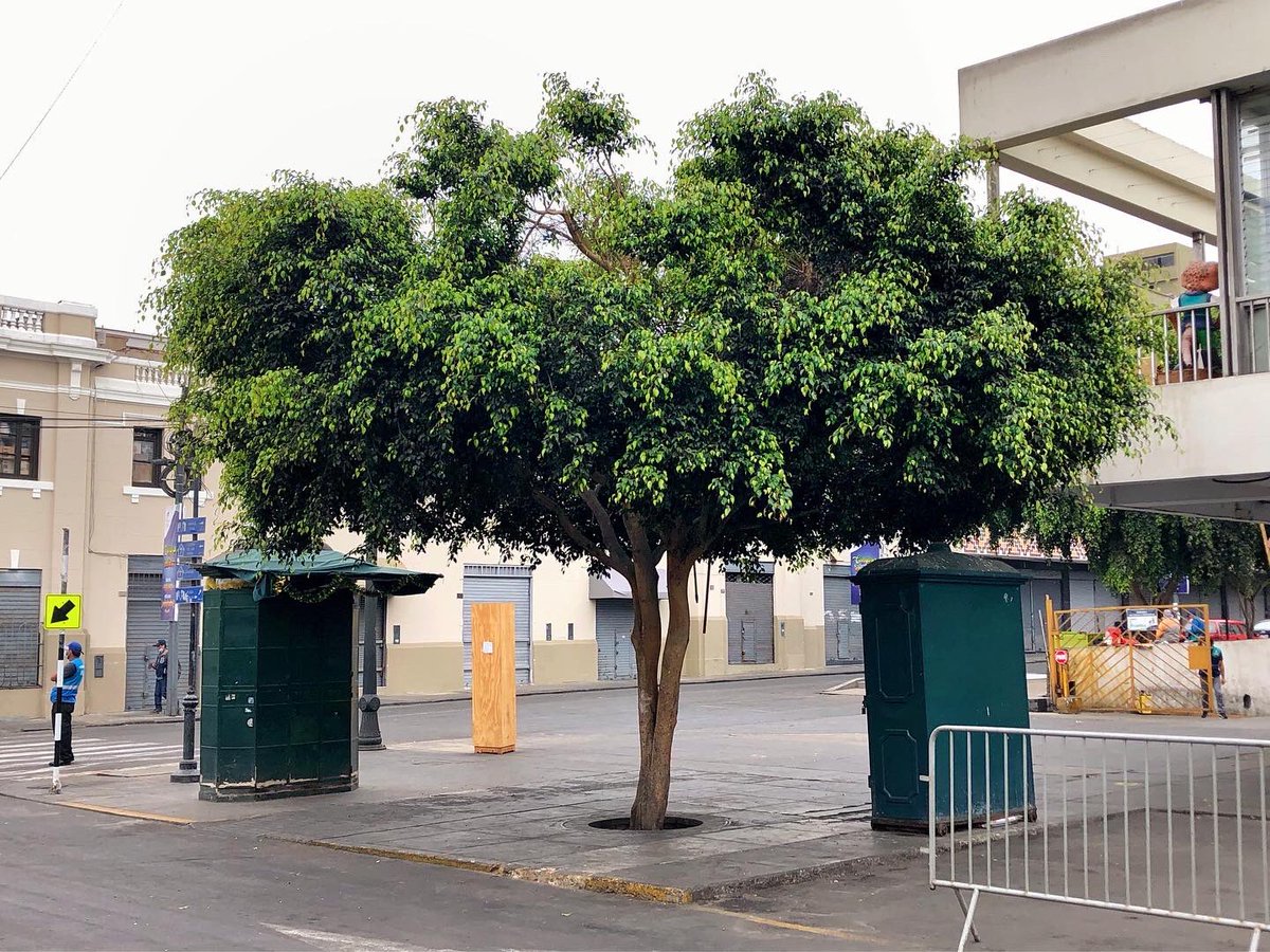 limantigua's tweet photo. ¿Cómo disfrutas en esta soleada mañana una caminata por el Centro Histórico, sin contar con más árboles como este? 🌳🤔🌳
Fotografías 📸 Vladimir Velásquez
#LimaQuema #masarbolesparalima https://t.co/io17cAjMLw
