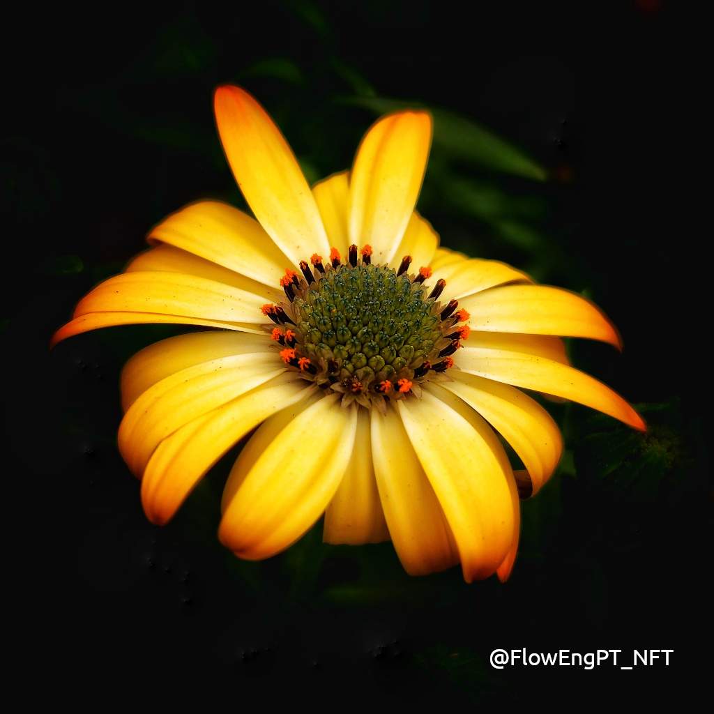 FlowEngPT_NFT's tweet photo. Here is the first sneak peek at what is coming to the collection! 🌻

#NFTs #NFTCommunity #Solana https://t.co/57HJ5dRxCy