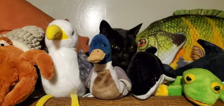 PortSideNY's tweet photo. Happy #Caturday! Here are some moments in the life of ship cat Chiclet this week.
In snow on the deck of the #MaryWhalen.
Napping with toys we use for educational programs with young children, Tankerman's cabin #shipcatChiclet #shipcat #shipcats #RedHook #maritime #Brooklyn #NYC https://t.co/raaEegxyQO