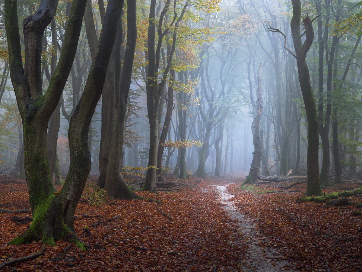 Mysterious. Speulderbos, Netherlands. Nov 2021.