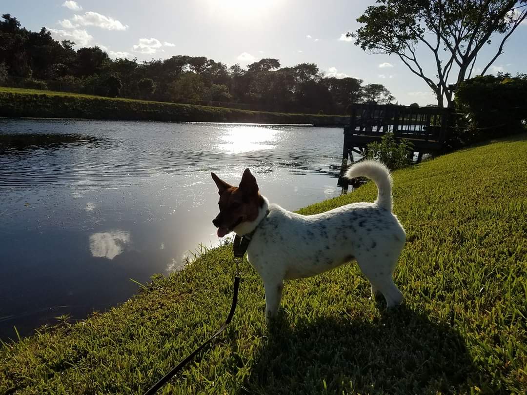 JPorkchop's tweet photo. Hooray for Saturday!!! #SaturdayMotivation #SaturdayThoughts #dogs #dogsoftwitter #canaldogs https://t.co/jOqfq7tIFI