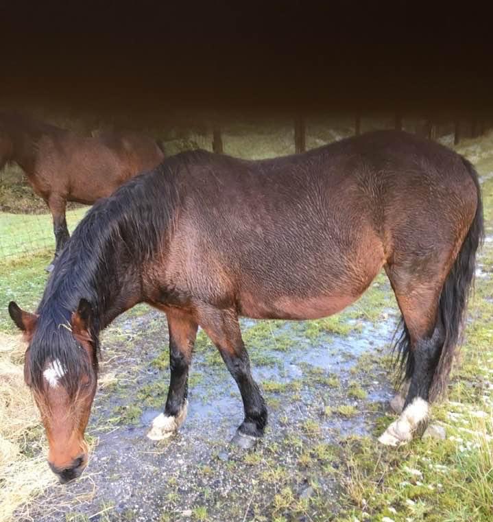 SAMPAuk_'s tweet photo. #STOLEN #horse from #Garnlydan &amp; Beaufort common #Gwent we have been out looking for Siena for last 4 days please help us get this mare bk home where she belongs, she is in foal &amp; due in may, everyone Pls RT &amp; make her too hot to handle 👍 https://t.co/Sg6NwjUlyx #PetTheftReform https://t.co/b8Y1qUl1PC