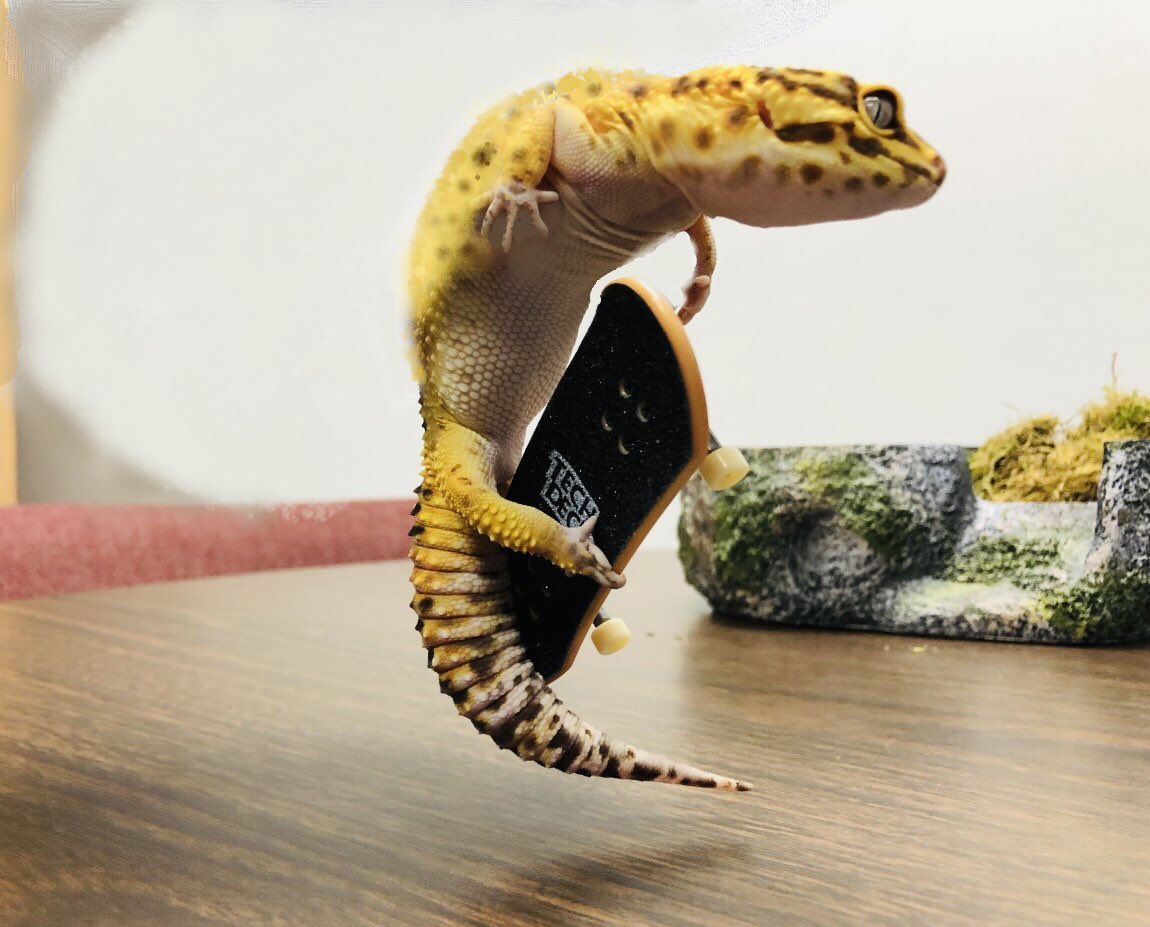 HolleyAltSchool's tweet photo. BREAKING: The 🅰️ Cheeto Cup is on Friday the 28th! *KICK FLIP!* 🛹🦎 https://t.co/AnTgYMORKX