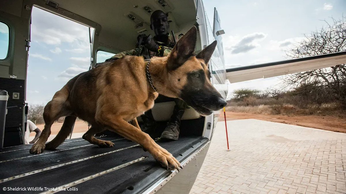 SheldrickTrust's tweet image. Naiko is such a brave, good boy. When the call comes in about a poacher on the run, he and his handler can mount a rapid-response thanks to our Air Wing which drops them into the field so they can track footprints and scent from the get-go.