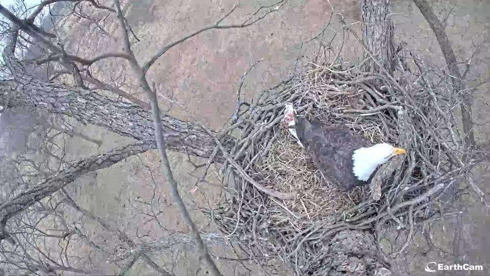 SuttonCenter's tweet photo. Bald eagles are awe inspiring to see in the wild and are easy to identify with their iconic white head. For a close up view, check out our live eagle nest cam! https://t.co/tWVl1FpjuF #RaptorWeek #baldeaglewebcam #suttoncenter https://t.co/5Vrp9Lt3rZ