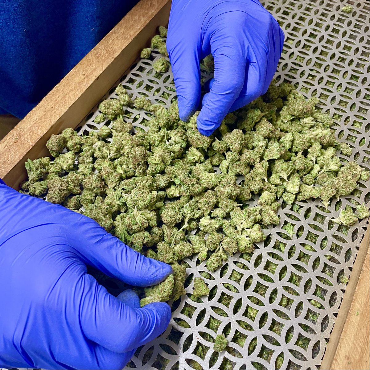 Handled with care, always 💚
#LeagleLife #DoublePoints #CleanGreen #DispensaryLife #CannabisCommunity #DenverOwned #StayElevated #ColoradoCannabis #HighTimes #GrowWhatYouKnow #CannabisCare #ExploreDenver