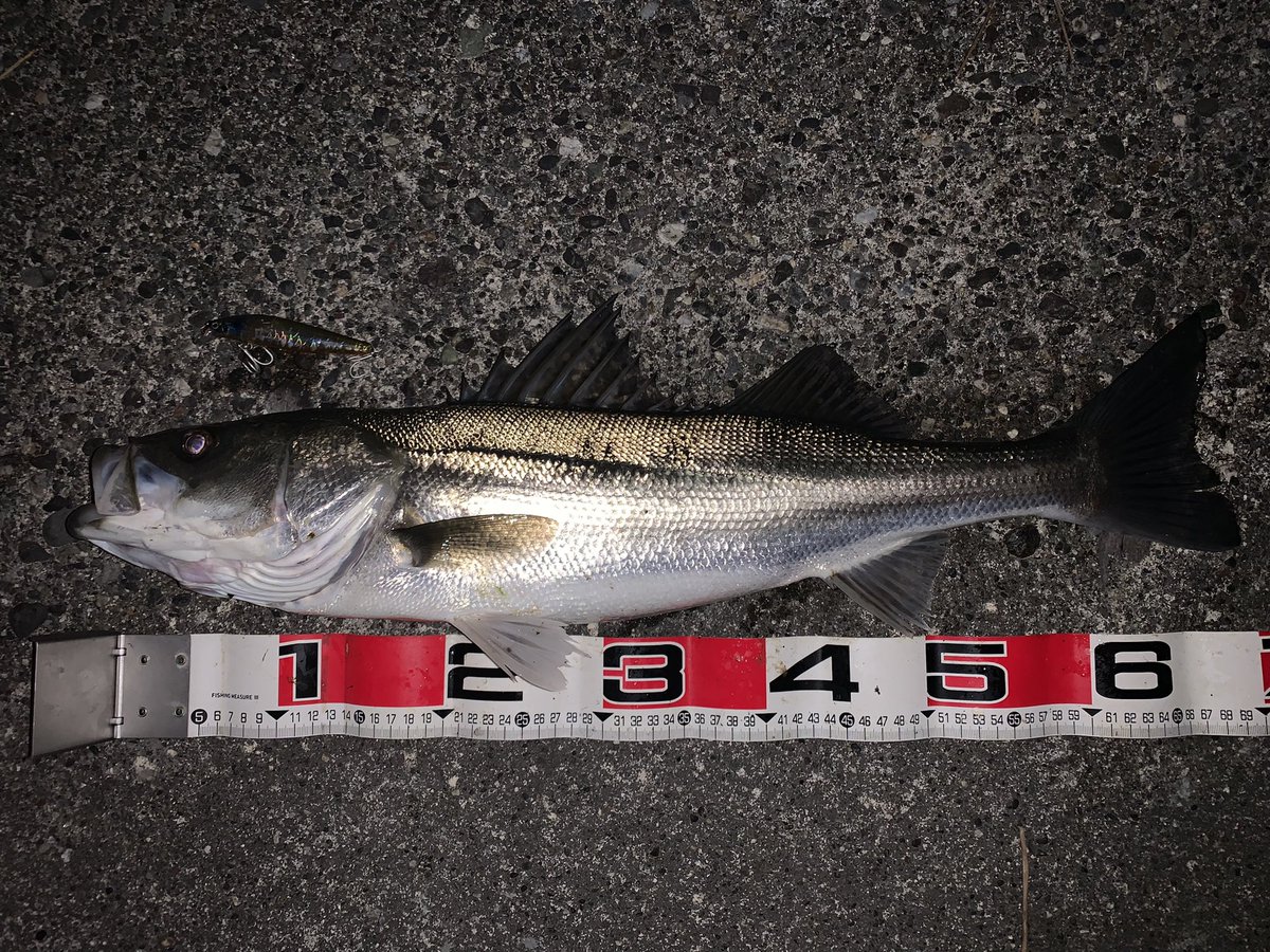 usageccyu33's tweet photo. 釣りには行ってるんだけど、Twitterはサボってました。
激寒い中浜名湖シーバスへGO！
55,63,58,65,70㎝の5本キャッチ！
楽しかったぁー。リリース後も元気に泳いで帰って行ったよ。また遊んでね！

寒すぎて指ちぎれるかと思った。。
#浜名湖シーバス https://t.co/NHgpJqZViT