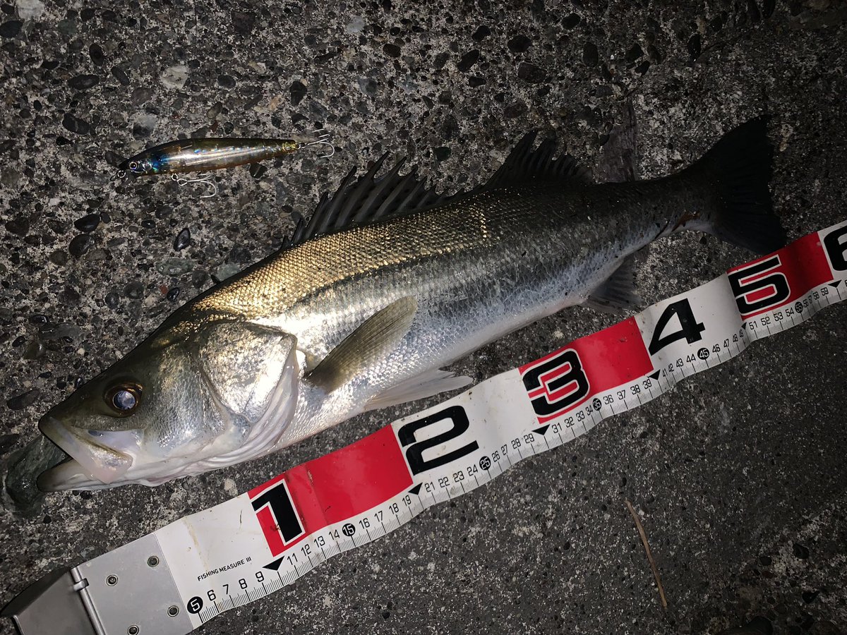 usageccyu33's tweet photo. 釣りには行ってるんだけど、Twitterはサボってました。
激寒い中浜名湖シーバスへGO！
55,63,58,65,70㎝の5本キャッチ！
楽しかったぁー。リリース後も元気に泳いで帰って行ったよ。また遊んでね！

寒すぎて指ちぎれるかと思った。。
#浜名湖シーバス https://t.co/NHgpJqZViT