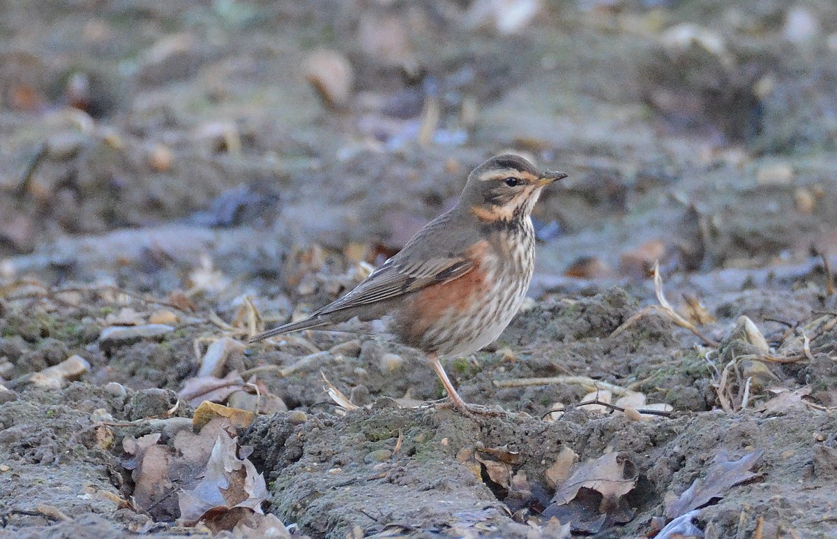 Dom Gwilliam-Bell tweet media