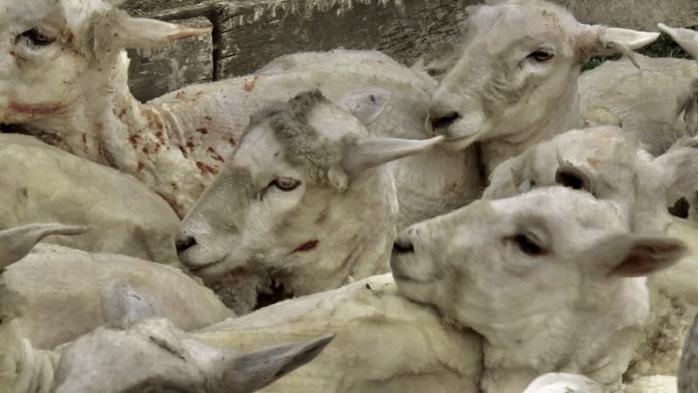 genesis fawn (@genesisfawn) on Twitter photo 