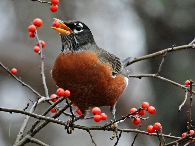 CTFortTrumbull's tweet photo. Our resident photog took advantage of the berries to make the birds pop. Look for these guys at #HaleyFarm and #BluffPoint, two of our @CTStateParks and #BarnIsland, a @CTFishWildlife WMA. #ctbirds #ctnaturefans https://t.co/V7eyM540aK