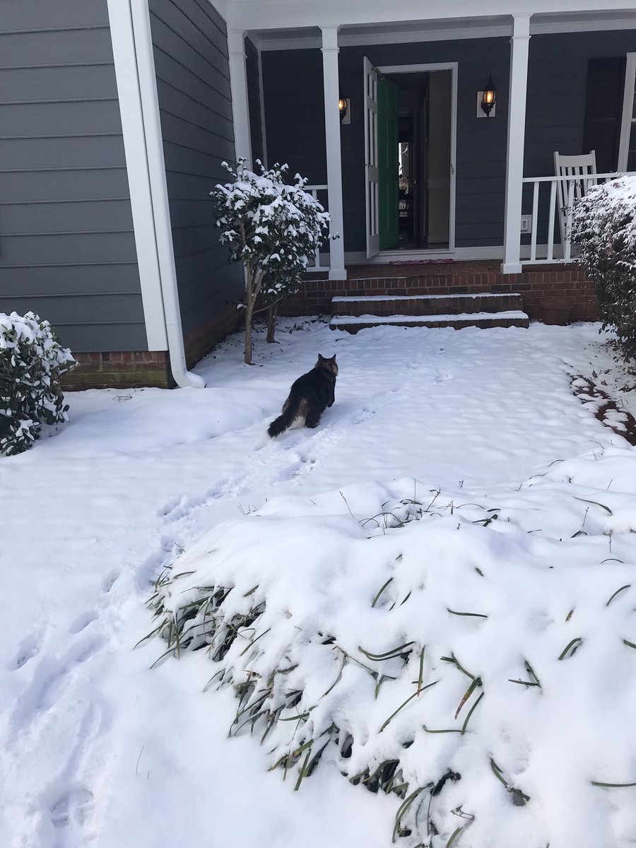 AmyLeonard16's tweet photo. @ReneAlfordAP @mill_yates @YMESPTA Chub Chub the cat is no longer on speaking terms with me. #catsnolikethesnow https://t.co/eoHynZOEeA