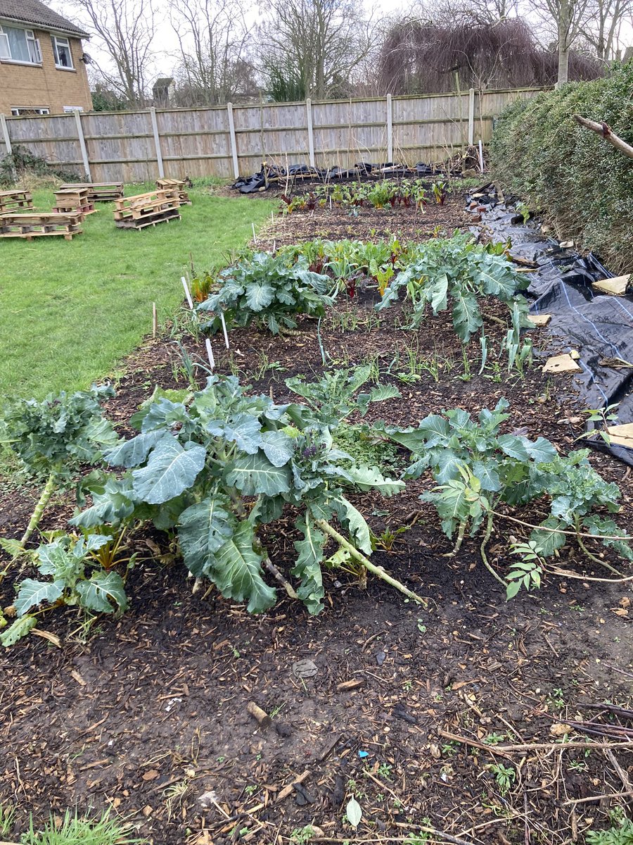 Community micro garden at St Francis church in #heartsease With funding from @LandworkersUK and <a href="/TNLComFund/">The National Lottery Community Fund</a> look how #norwichfarmshare and the local community have transformed this space. Get in touch if you’d like to get involved.