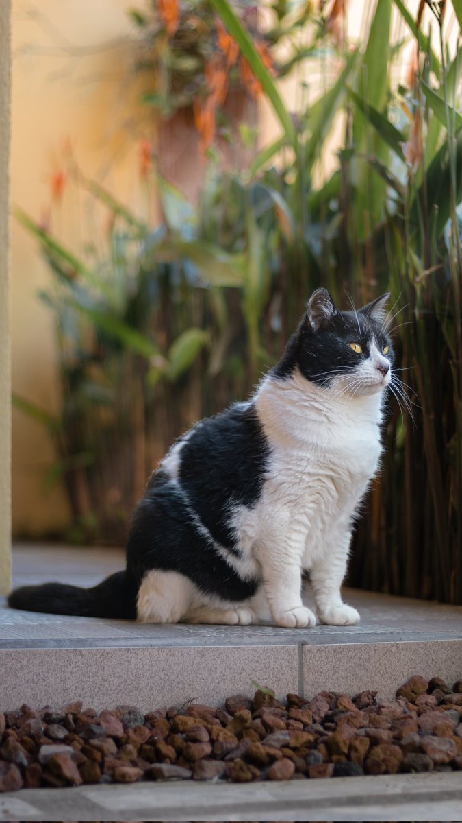 Feliz Sábado les desea Imper 😺